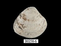 藏品(大蜆)的圖片